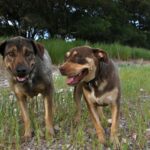 Our ranch dogs Pono & LuLu Paso Robles vacation rental